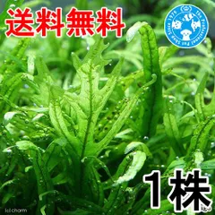 2026年最新】ミクロソリウムトライデントの人気アイテム - メルカリ