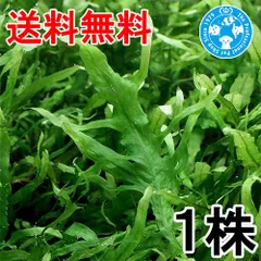 2026年最新】ミクロソリウム 流木の人気アイテム - メルカリ