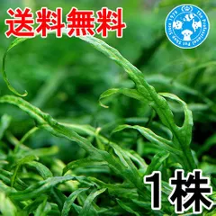 2026年最新】ランジャウエンティマウの人気アイテム - メルカリ