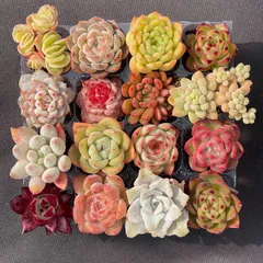 可愛い16苗セット 　エケベリア 　土と根付きの苗 　多肉植物　送料無料　韓国苗 サボテン　寄せ植え 詰め合わせ　ZM01