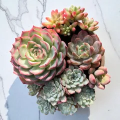 多肉植物　寄せ植えセット　そのまま飾れる🍀