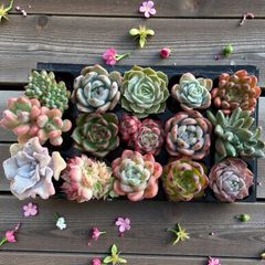 69多肉植物エケベリア‼️韓国苗セット - メルカリ