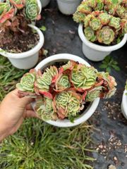 オープン記念セール ルナレン 18株 抜き苗 美苗 エケベリア 多肉植物