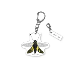 366日昆虫アクリルキーホルダー 5月1日 キバネツノトンボ 虫好き コレクション 誕生日 プレゼント 記念日 ギフト 子供 学習 自由研究