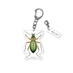 2026年最新】オサムシ 図鑑の人気アイテム - メルカリ