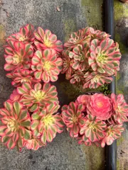 新入荷　ピンク姫群生×6株 多肉植物　抜き苗　エケベリア　セダム　アエオニウム　韓国苗　寄せ植え　詰め合わせ QZ6