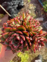 新入荷　ホタル群生×12株 多肉植物　抜き苗　エケベリア　セダム　アエオニウム　韓国苗　寄せ植え　詰め合わせ WM7