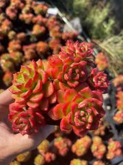 新入荷 虹の玉×105苗 多肉植物 土根付き エケベリア セダム