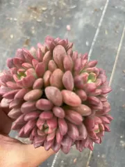 新入荷　ルビー群生×32株 多肉植物　抜き苗　エケベリア　セダム　アエオニウム　韓国苗　寄せ植え　詰め合わせ WM13