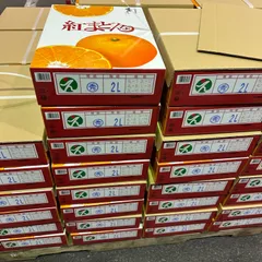 年明け発送⭐️お年賀まどんな⭐️紅まどんなのサムネイル