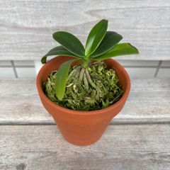 ホウビカンジュ 鳳尾貫衆 - メルカリ