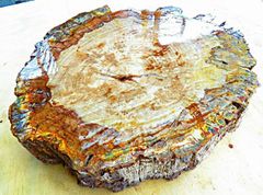 秋田産　珪化木　707キロ　庭石　石 鑑賞石　石材　木化石　オブジェ 秋田産 珪化木 264キロ 庭石 石 鑑賞石 石材 木化石 - メルカリ