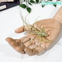 PLANCHU 観葉植物 ネフロレピス ハッピーゴールデン 8号吊り鉢 育て方