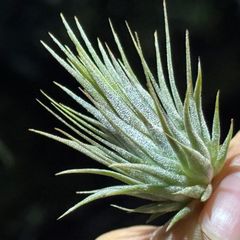 現品＊ チランジア イオナンタ ピーナッツ Tillandsia ionantha Peanut＊エアプランツ＠フラワーショップ江口