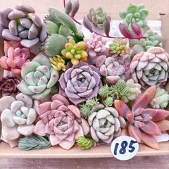 2025年最新】多肉植物 韓国苗 セットの人気アイテム - メルカリ