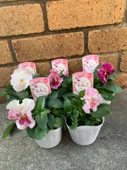 パンジーももこ　専用ページ！