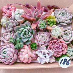 2025年最新】多肉植物 エケベリア セットの人気アイテム - メルカリ