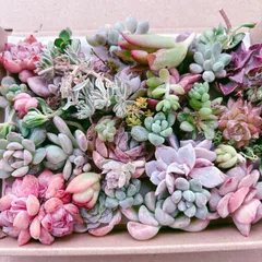 訳あり多肉植物