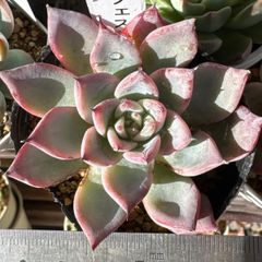 アランフェス❣️札付き❗️多肉植物 抜き苗 - メルカリ