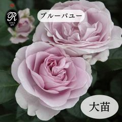 バラ大苗 ブルームーン 紫バラ 半剣弁高芯咲き 大輪 強香 四季咲き