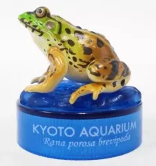 京都水族館 海洋堂 限定ガチャガチャ ナゴヤダルマガエル 2026年最新】京都水族館 海洋堂の人気アイテム - メルカリ