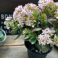 ポットごと　金のなる木♡4号♡花月♡多肉植物♡観葉植物♡成金草のサムネイル