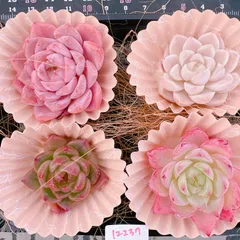 2025年最新】多肉 ピンクジェニーの人気アイテム - メルカリ