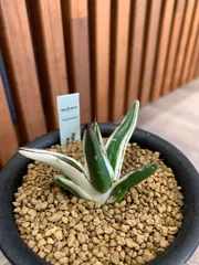 2025年最新】アガベ 笹の雪 氷山の人気アイテム - メルカリ