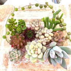 マリ様専用 - メルカリ