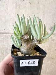 2026年最新】ペアルソニーの人気アイテム - メルカリ