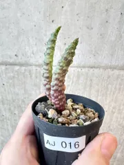 2025年最新】ブルビネ ブルインシーの人気アイテム - メルカリ