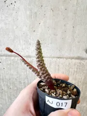 2026年最新】ブルビネ ブルインシーの人気アイテム - メルカリ