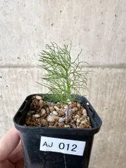 2026年最新】エリオスペルマム パラドクサムの人気アイテム - メルカリ