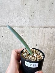 熱帯植物: Rhaphidophora sp. Kpg. Lui Muda - メルカリ