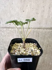 2026年最新】ミラビレの人気アイテム - メルカリ