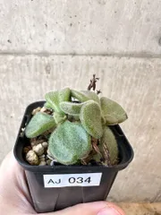 2026年最新】チレコドン ノルティの人気アイテム - メルカリ