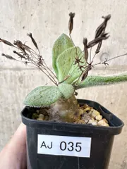 2026年最新】チレコドン ノルティの人気アイテム - メルカリ