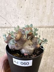 現品限り】ボスウェリア・ナナ × アスプレニフォリア 実生【AD29