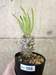 写真2-4枚目！ ボドレイアエ チレコドン 多肉植物 塊根植物 実生