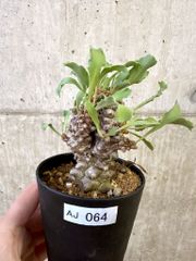 現品限り】ボスウェリア・ナナ × アスプレニフォリア 実生【AD29