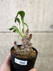 ボスウェリア　アメーロ 種子】ボスウェリア・アメーロ 1s Boswellia ameero - メルカリ