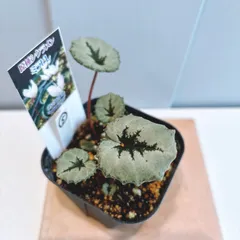 2026年最新】ミラビレの人気アイテム - メルカリ