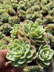 12株×女王の花笠（じょおうのはながさ） 多肉植物 エケベリア セダム