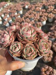 新入荷 ロゼット×12鉢 多肉植物 土鉢づき エケベリア セダム