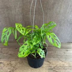 マドカズラ ハンギング 現品  Monstera friedrichsthalii   窓葛  サトイモ科  モンステラ属 観葉植物 観葉 植物 インテリア プレゼント おしゃれ かわいい  グリーン 嬉しい便り  壮大な計画  深い関係