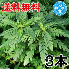 （ネコポス）ハイグロフィラ　ピンナティフィダ（水上葉）（無農薬）（３本）（４３４４９７）のサムネイル