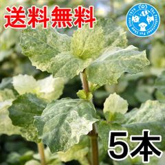 （ネコポス）ハイグロフィラ　トリフロラ　斑入り（水上葉）（無農薬）（５本）（４３４５０３）