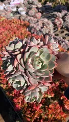 新入荷　アリエンス群生×15株 多肉植物　抜き苗　エケベリア　セダム　アエオニウム　韓国苗　寄せ植え　詰め合わせ SX31