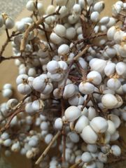 ナンキンハゼの実。ナンキンハゼ。13本。ドライフラワー。スワッグ