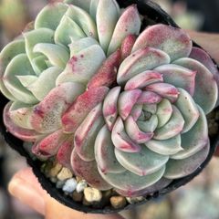 SALE❗️240多肉植物 エケベリア レッドベルベット 抜き苗 4苗セット